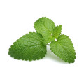botanical extract High quality Lemon balm leaf extract