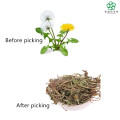 Erba dandelion Extract Dandelion Powder