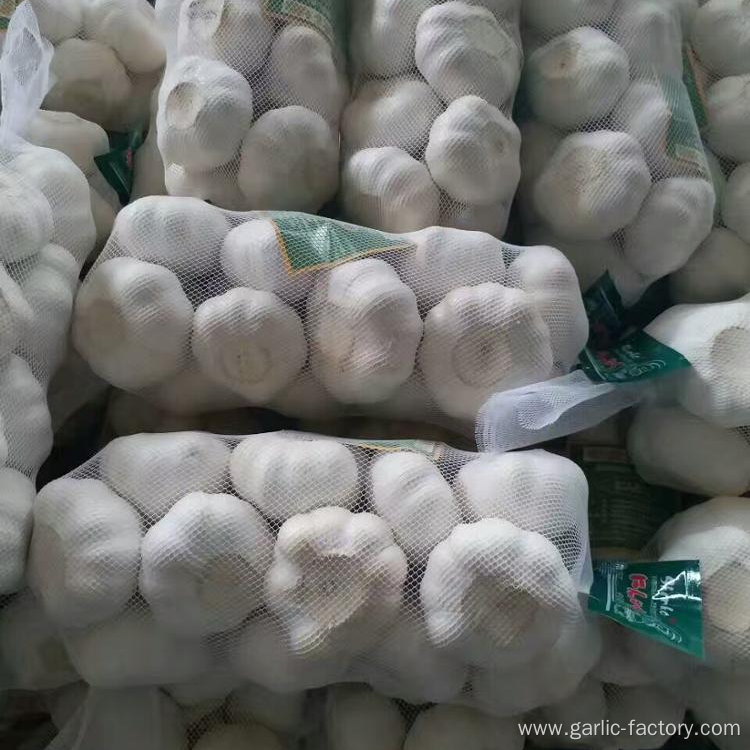 Fresh Garlic 1kg mesh bag 10kg carton