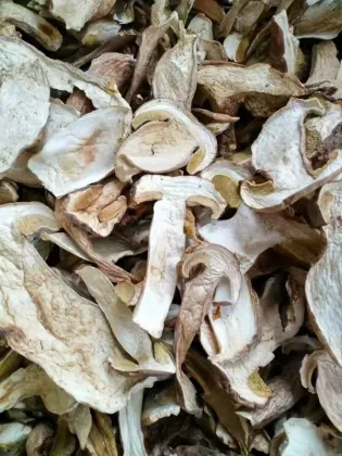 Wild Porcini Mushrooms for Sale: High Quality Dried Beef Liver Mushrooms