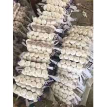 wholesale new crop white garlic fresh garlic price