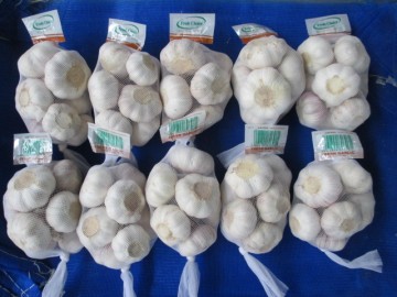 Normal White Garlic 2020 Fresh