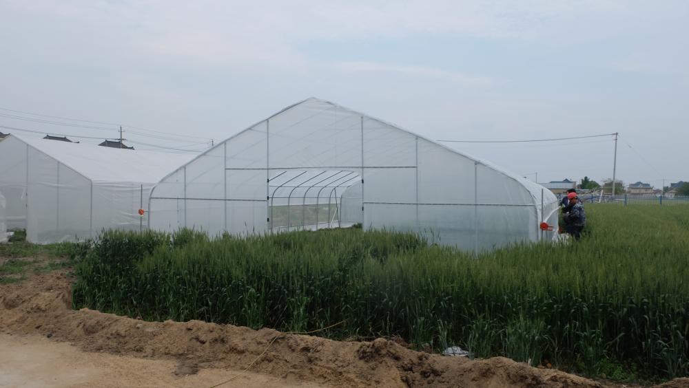 Multi Span plastic tunnel greenhouse with cooling system
