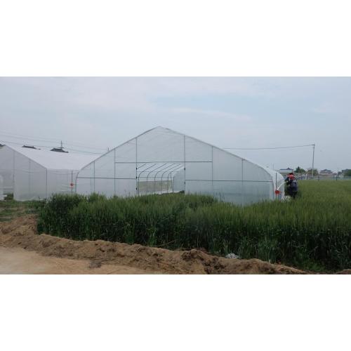 Single tunnel greenhouse Customized Film Covering Material