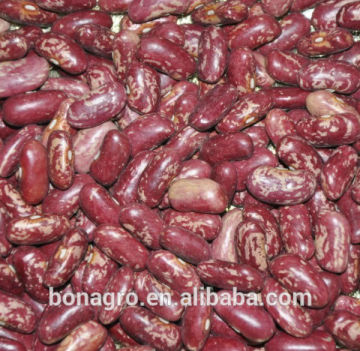 new crop red speckled kidney bean