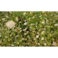 Good for Women Cnidium Seed Extract / Nidium Monnieri (L.) Cuss. Natural
