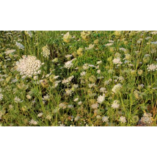 Good for Women Cnidium Seed Extract / Nidium Monnieri (L.) Cuss. Natural