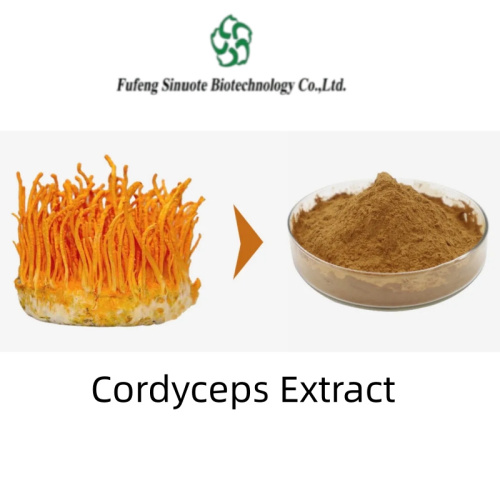 Cordyceps Extract Powder for Energy and Endurance Boost