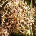 Healthy Leek Seed Extract Powder