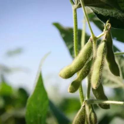 fermented Soybean Extract soy isoflavones supplements bulk