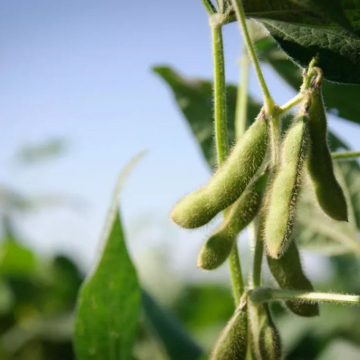 fermented Soybean Extract soy isoflavones supplements bulk