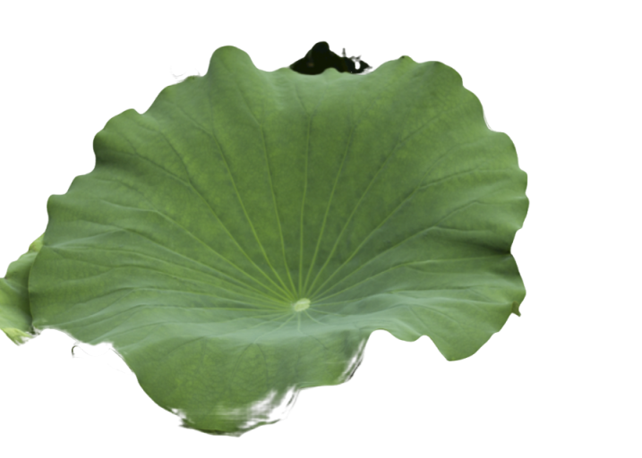 Lotus Leaf Extract 90% Nuciferine