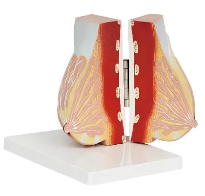 Breast-feeding female breast model