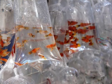 Hochwertige flache Polypropylentaschen