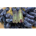 Uvas pretas sem sementes em formato de dedo