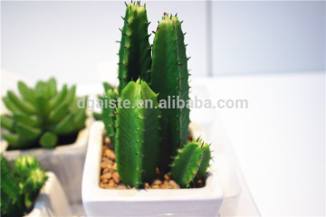 Home garden decoration jungle 10cm Height green succulent plants cactus EDRZW05 2875