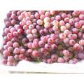 Świeże i pyszne czerwone winogrona o dobrej jakości
