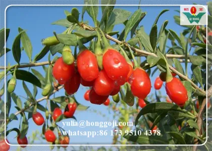 NEW FRESH FRUIT! BULK DRIED GOJI BERRIES