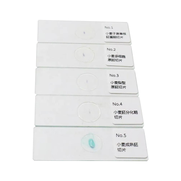 Hot Sale Prepared Histology Slides: Wheat Embryo Development and Cell Sectioning for Biology Labs