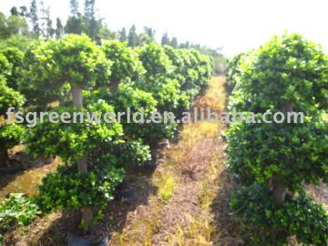 Ficus nursery layer shape