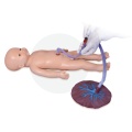 Umbilical Cord Nursing Umbilical Cord Nursing Simulator(Male) Factory