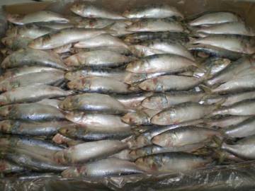 frozen sardine fish
