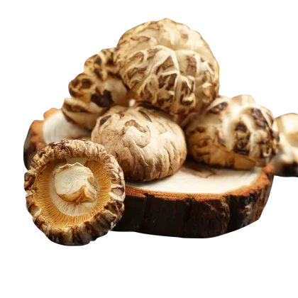 Fresh Cultivated King Flower Shiitake Mushroom