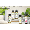 China Factory Direct Fournit naturel 100% Pure Fabricant Matières premières Conseil de bougie Pigne Pine Tree Scents Massage
