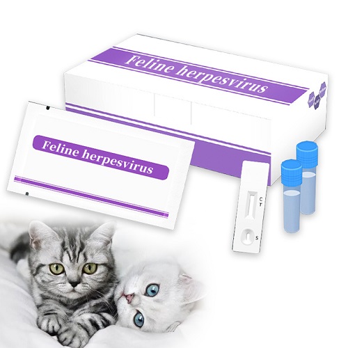 feline herpes feline herpes