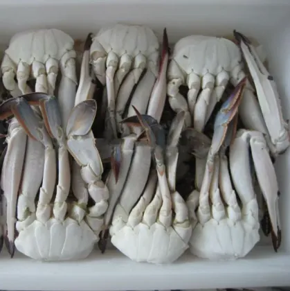 Half Cut Crab Marine Seafood Delicacy
