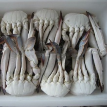 Na wpół pokrojony przysmak morski owoc morski