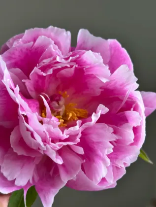 Seasonal Peony Pink Agate Peony