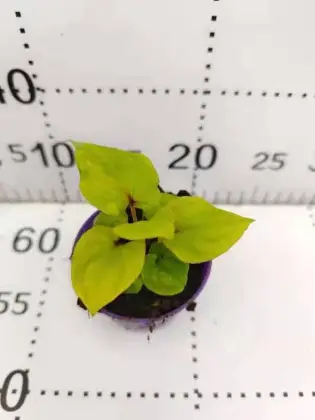 caladium lvhe living plants