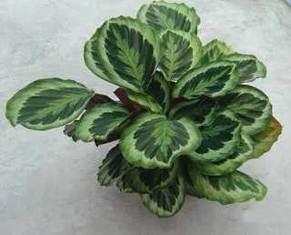 Calathea Silhouette