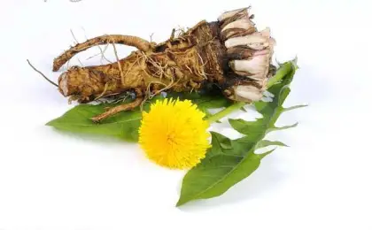 Wild Plant Extract Dandelion Extract