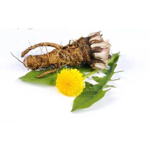Wild Plant Extract Dandelion Extract