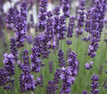 sage essential oil in skin care products