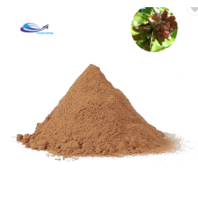 Yucca Plant Extract Yucca Extract Powder