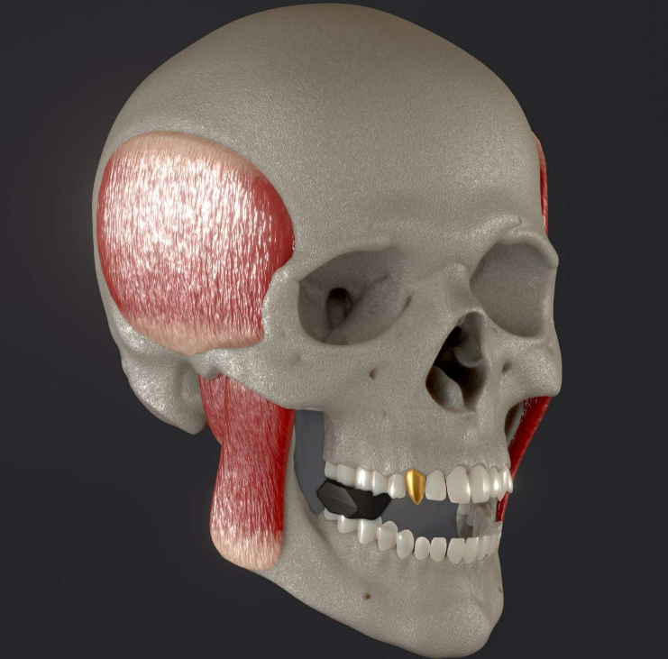 Silicone Jaw Exerciser
