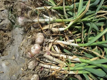 Normal White Garlic From Garlic Hometown Jinxiang