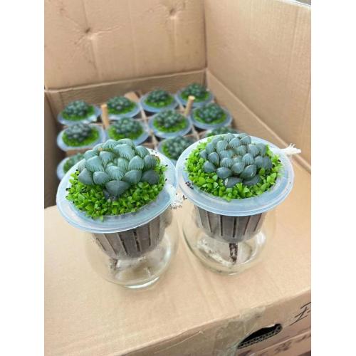 Cotyledon Tomentose top sale blossfeldia liliputana Manufactory