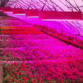 แสงเต็มสเปกตรัม LED พืชในร่มเติบโตแสง