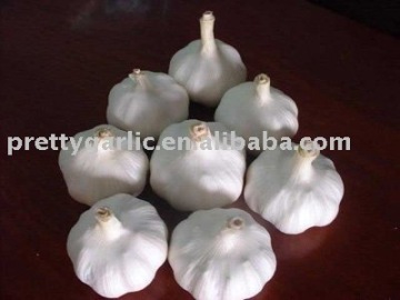 pure white fresh garlic