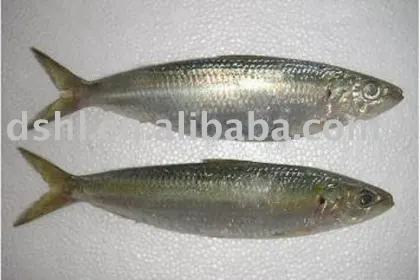 frozen sardine fish,frozen sardine fish ,for canned sardine ,