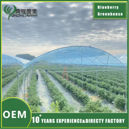 Blueberries Greenhouse Structure Design