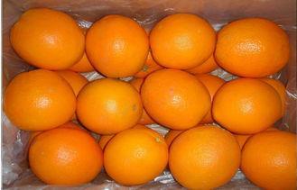 Fresh Mandarin Orange / Sweet Big Navel Orange Fruits Conta