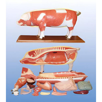 Modèle anatomique de porc
