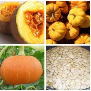 The Benifits of Pumpkin Seeds P.E