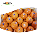 Oranges de mandrin doux juteux frais