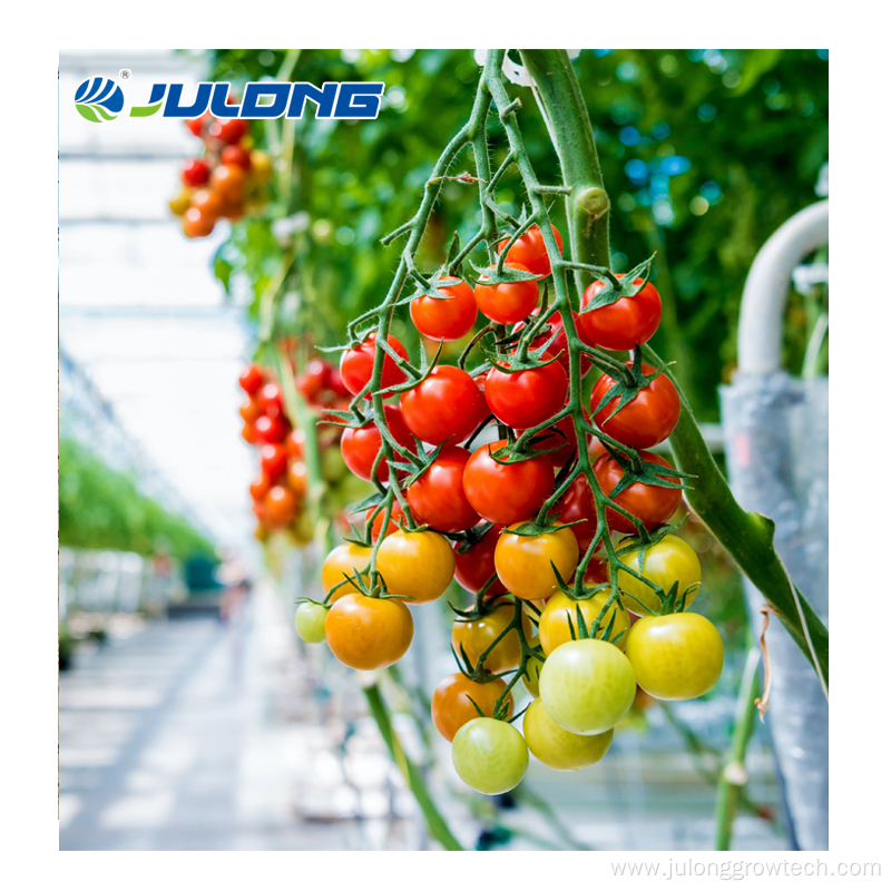 Agricultural multi-span glass Greenhouse